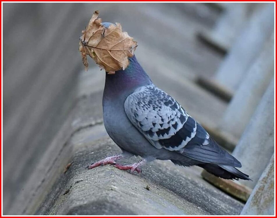 1 Pigeon 2. Breeze 3. Leaf.jpg