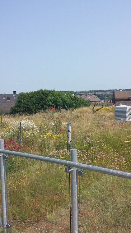 20130705_131319.jpg