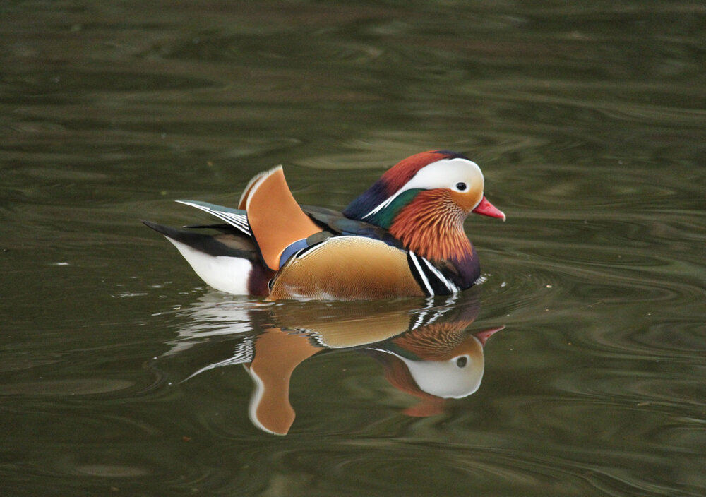 2016-03-06 Mandarin (2)_edited-1.jpg