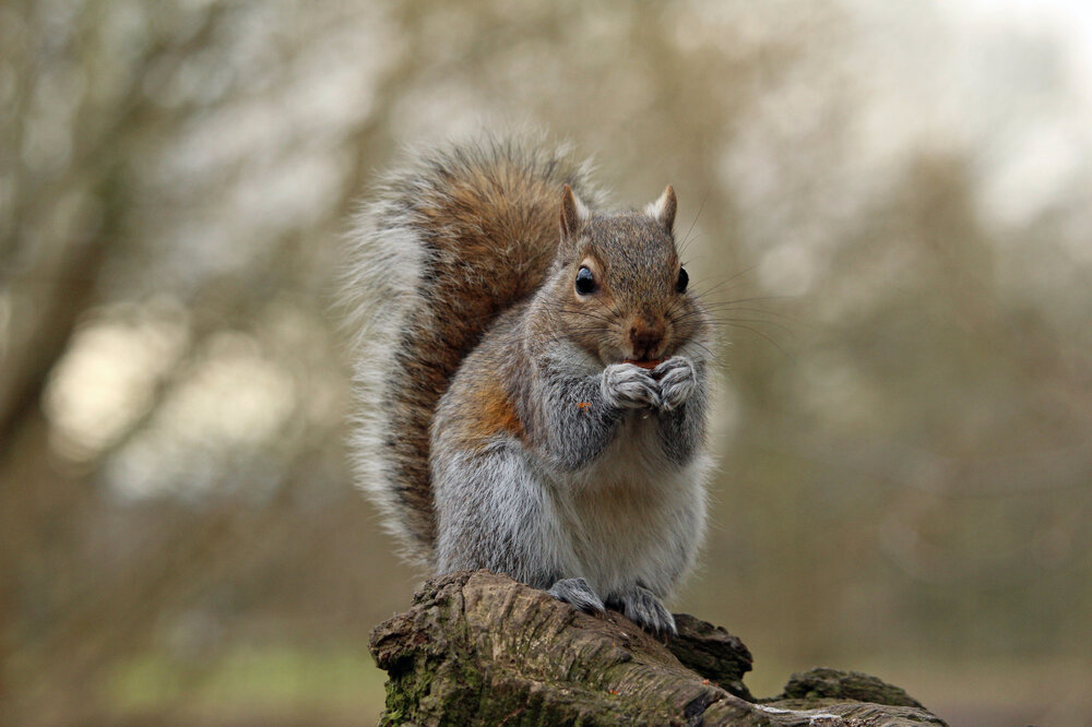 2016-03-06 Squirrel (15)_edited-1.jpg