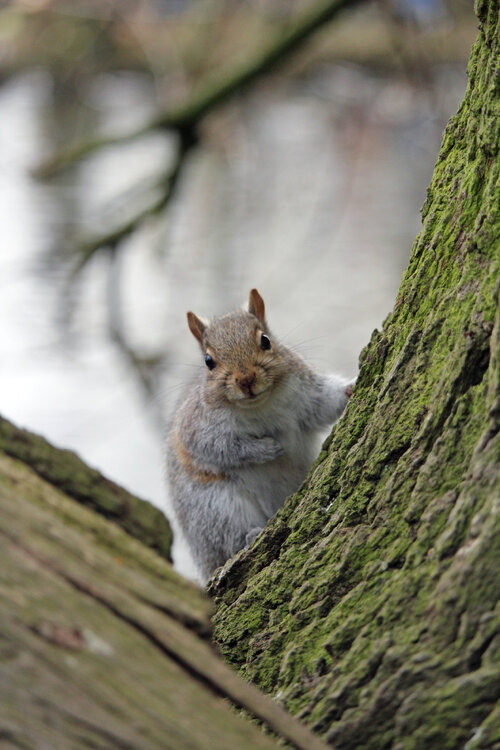 2016-03-06 Squirrel (25)_edited-1.jpg