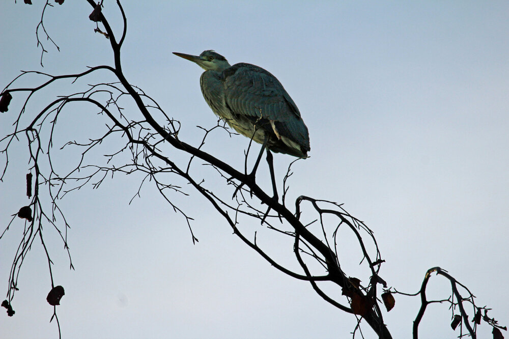 2016-11-13 Heron in tree (1).jpg