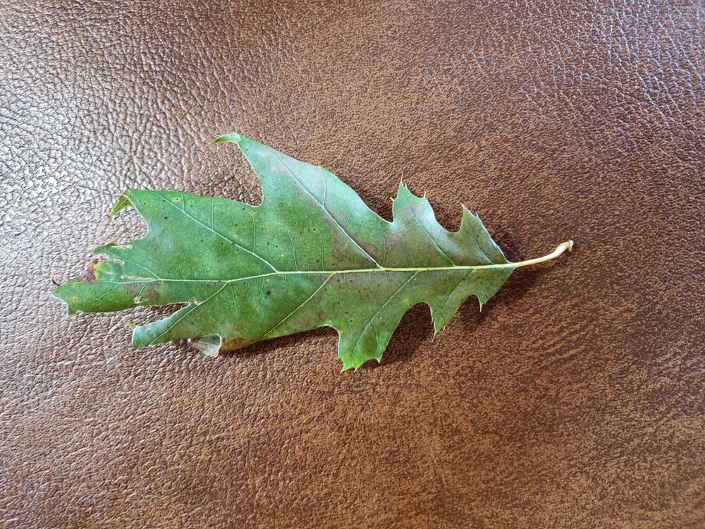 20191005_153608.jpg