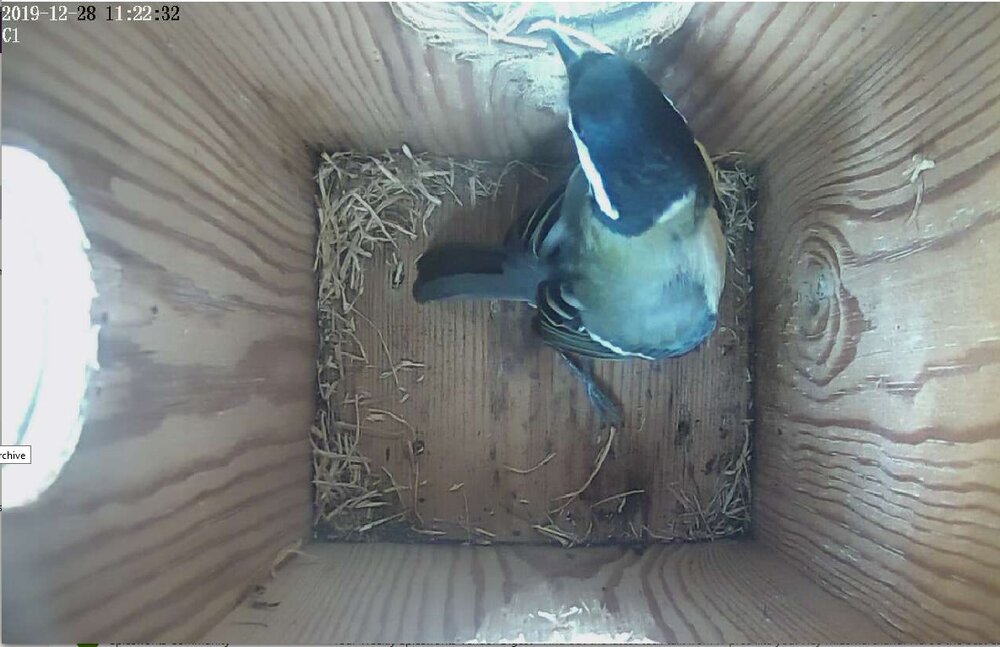 2020Bird.jpg