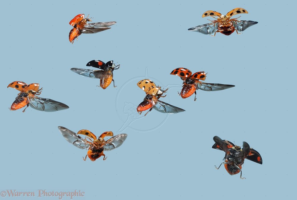 30026-Harlequin-Ladybirds-in-flight.jpg