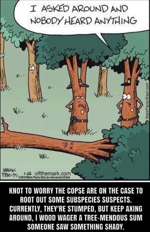 A Tree Fell.jpg