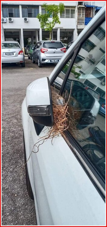 A Turkish Car, A Few Days Into Lockdown.jpg