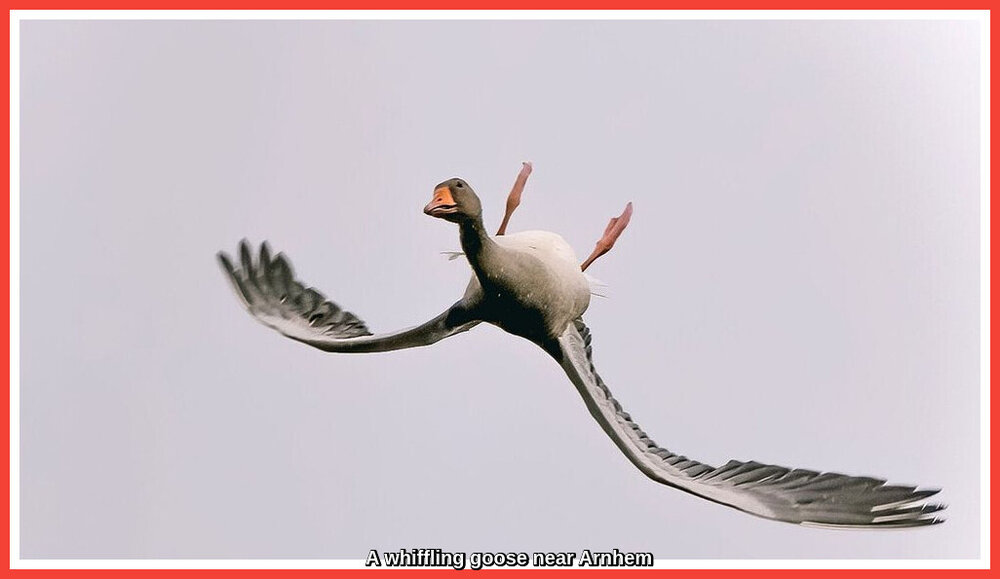 A Whiffling Goose.jpeg