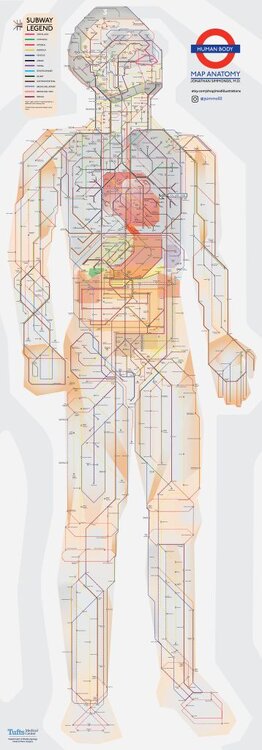 Anatomy Of The Human Body Illustrated In The Style Of A Subway Map.jpg