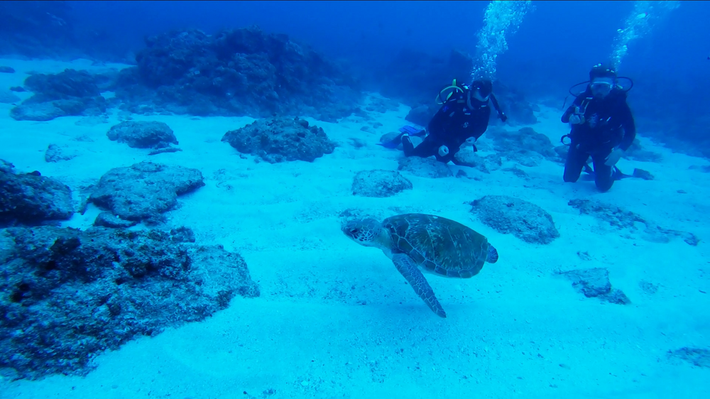 Antons-2MileReef-GreenTurtle-SodwanaBay02.png