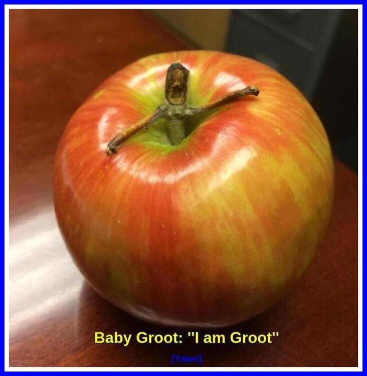 Baby Groot.jpeg