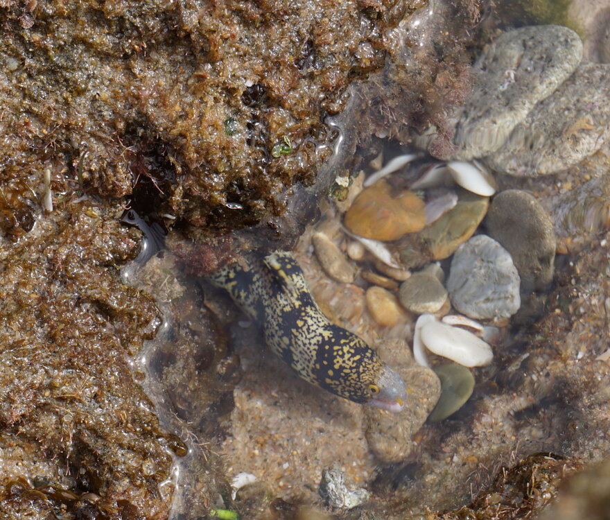 BabyMoray-Rockpool.jpg