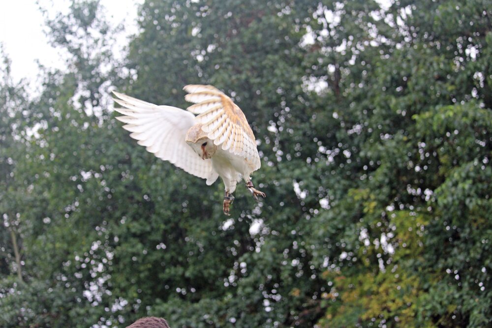 Barn Owl (8)_edited-1.jpg