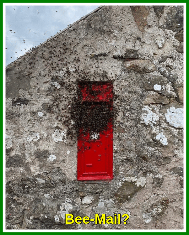 Bee-Mail.gif