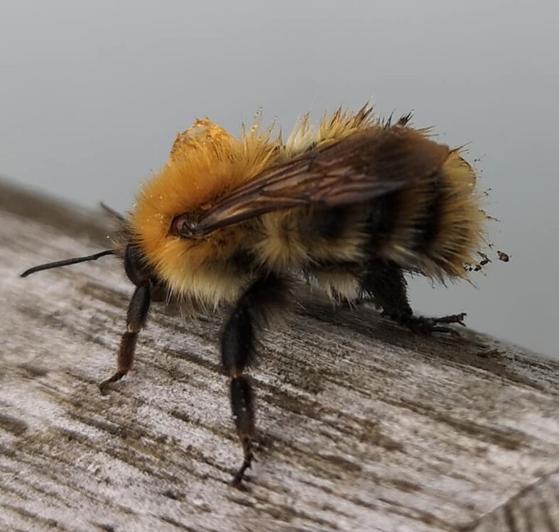 Bee 1.jpg