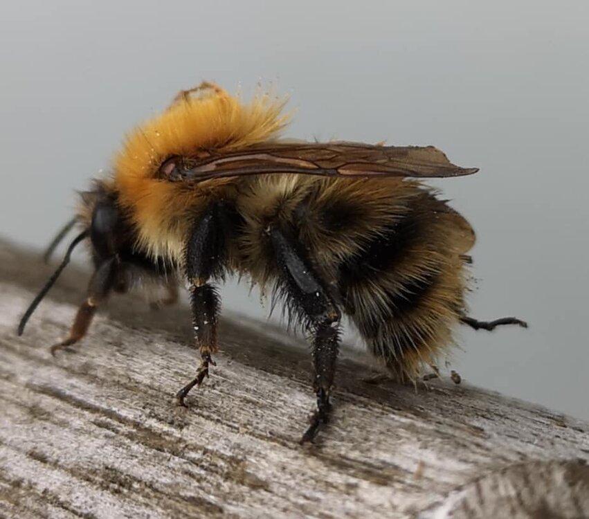 Bee 2.jpg
