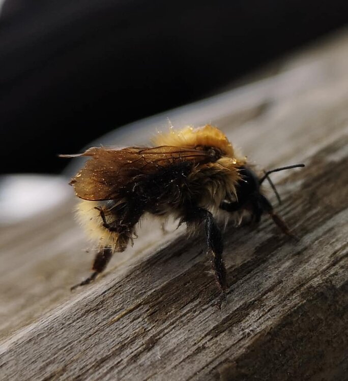 Bee 3.jpg