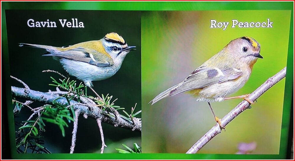 Bird Names.jpg