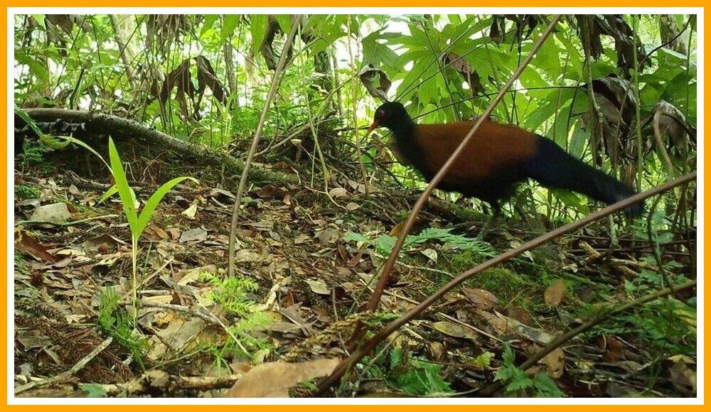 Black-naped pheasant-pigeon - Papua New Guinea.jpeg