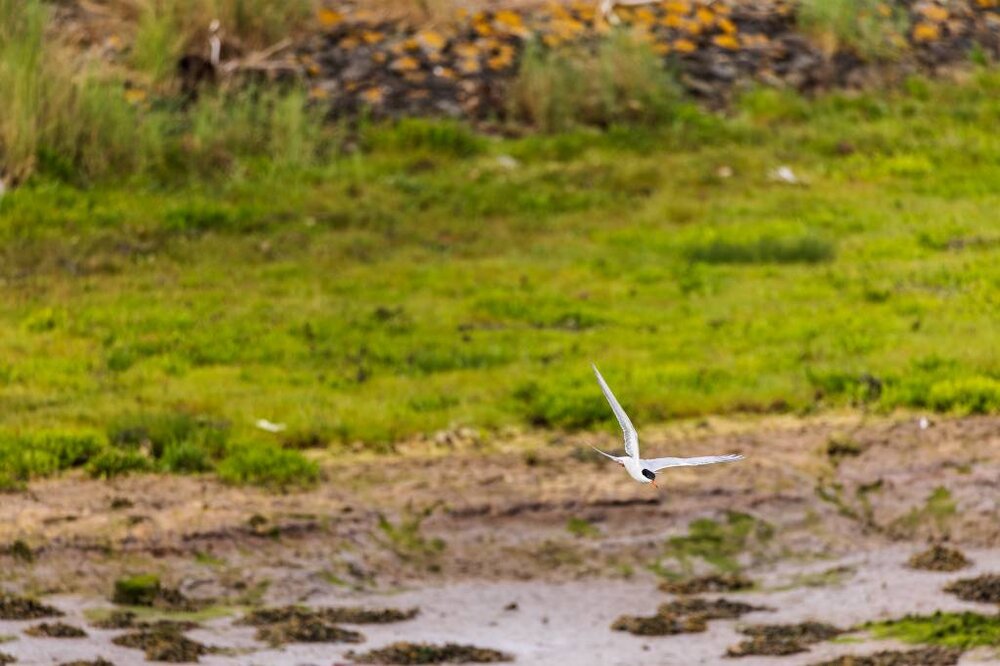 Black%20Headed%20Gull-Med-1.jpg