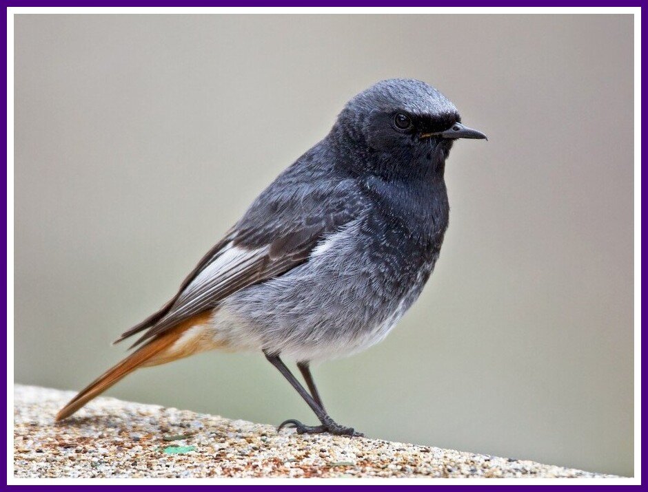 BlackRedstart.jpeg.e6c576bc48eb872f8b94a62c7937fa89.jpeg
