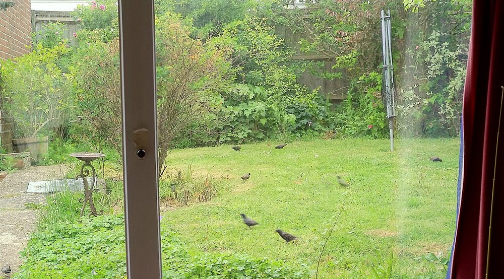 Blackbirds.jpg