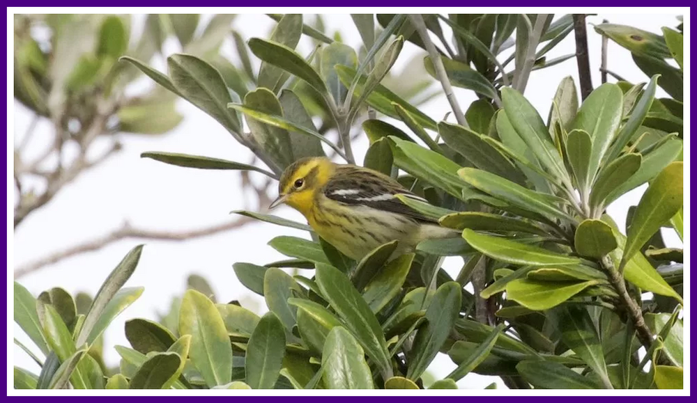 Blackburnian Warbler.png