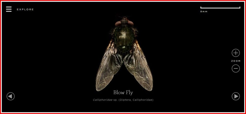 Blow Fly.jpg