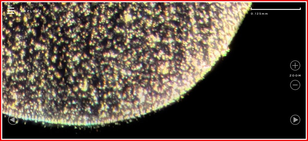 Blow Fly Wing Tip.jpg