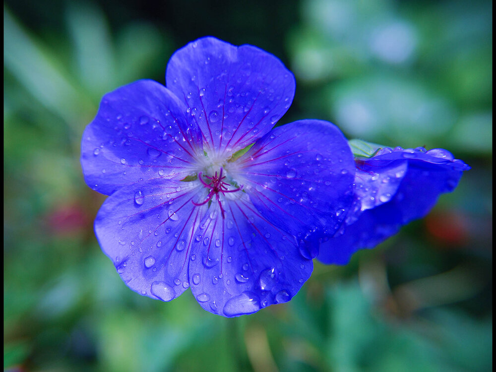 Blue Rain.jpg