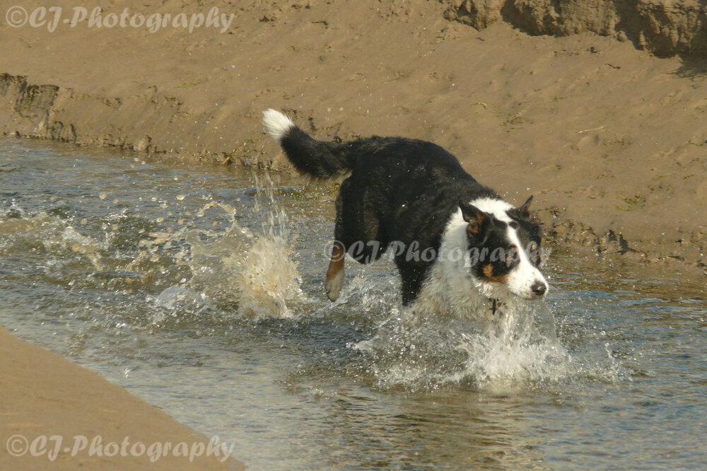 BorderCollieLakes.jpg