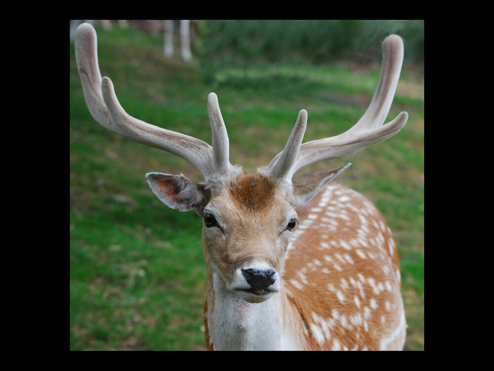 Bradgate Deer.jpg