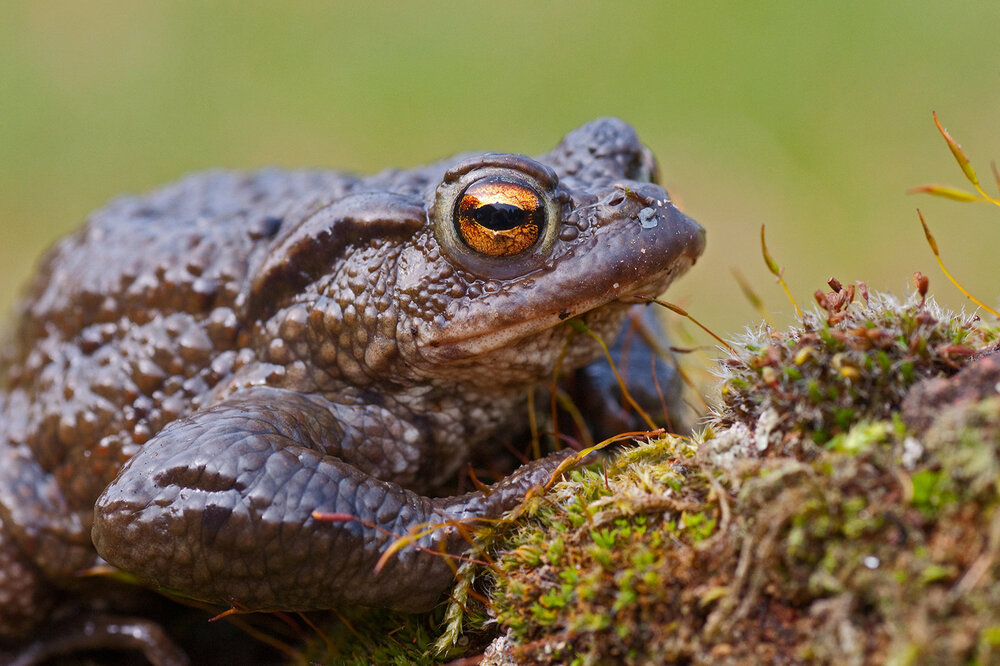 Bufo_Bufo.jpg