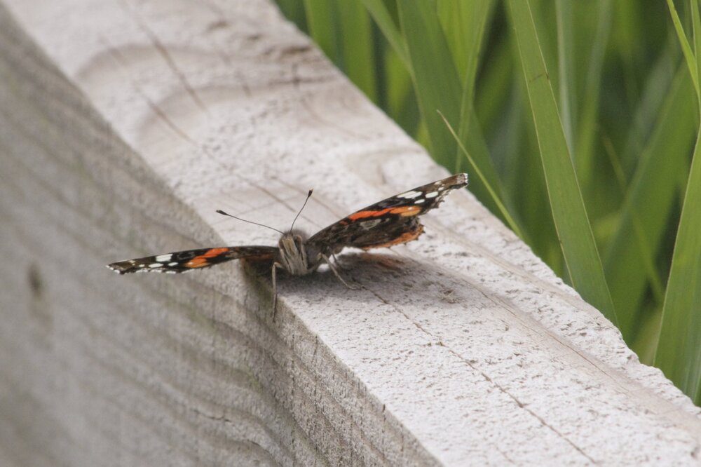 Butterfly.jpg