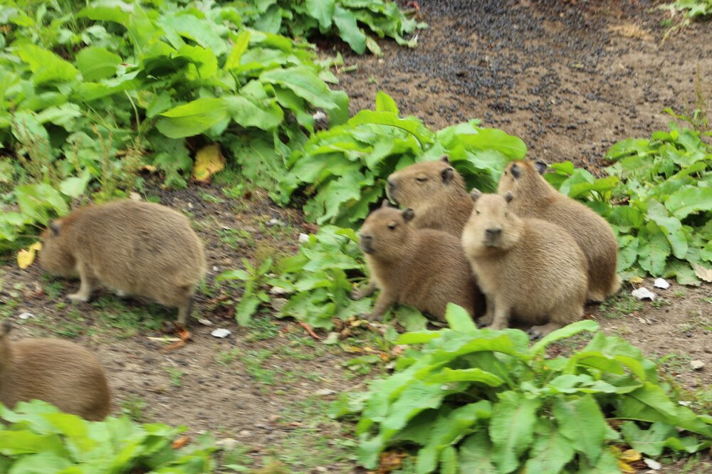 Capybara.jpg