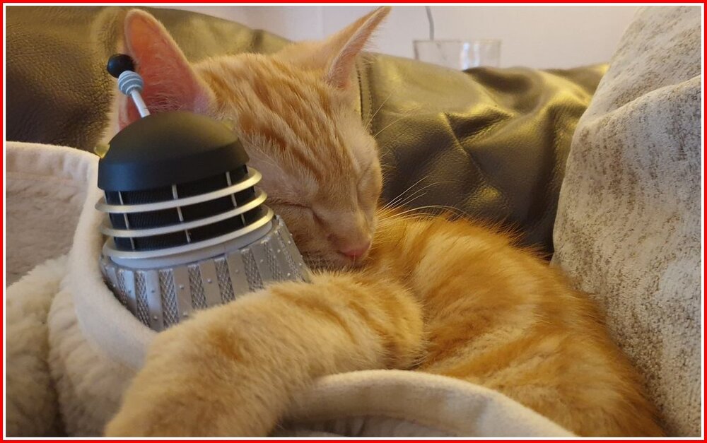 Cat And Dalek.jpg