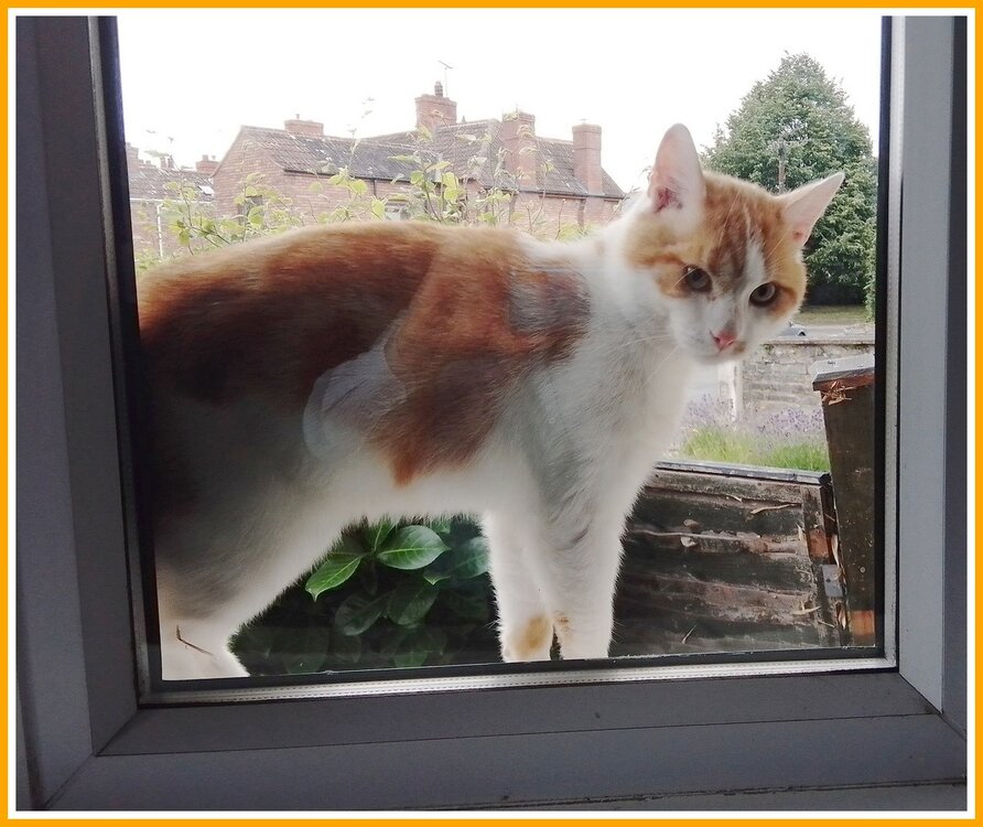 Cat At The Window.jpeg