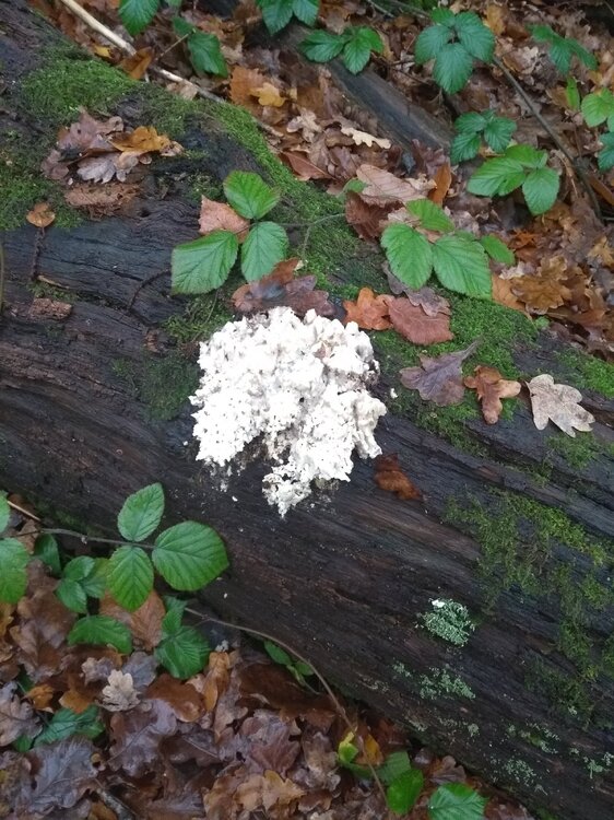 Cauliflower fungus.jpg