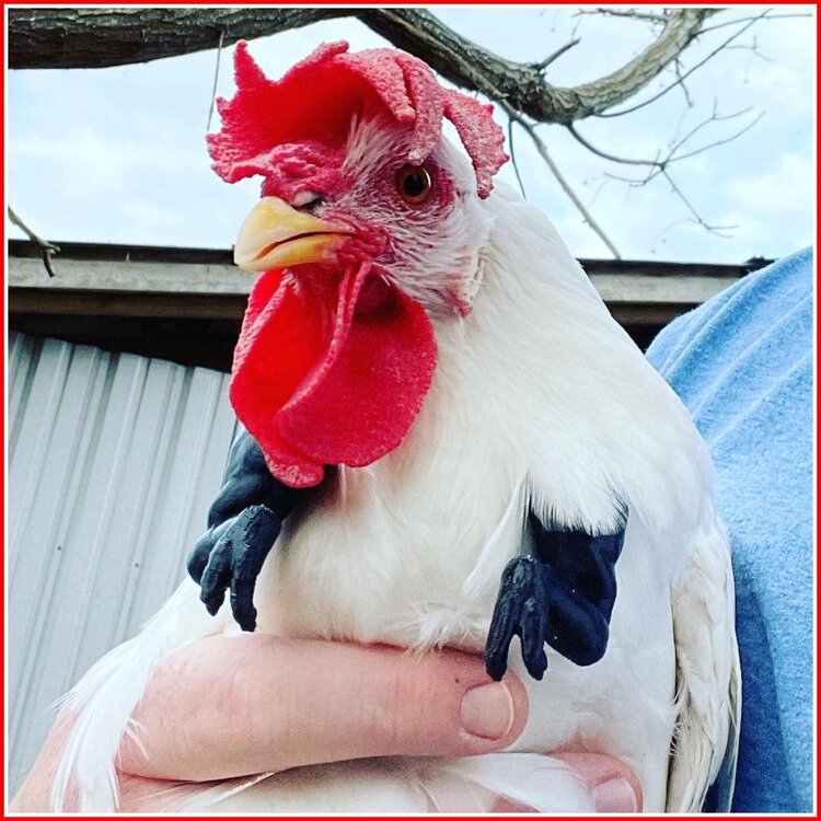 Chicken With Arms 1.jpg