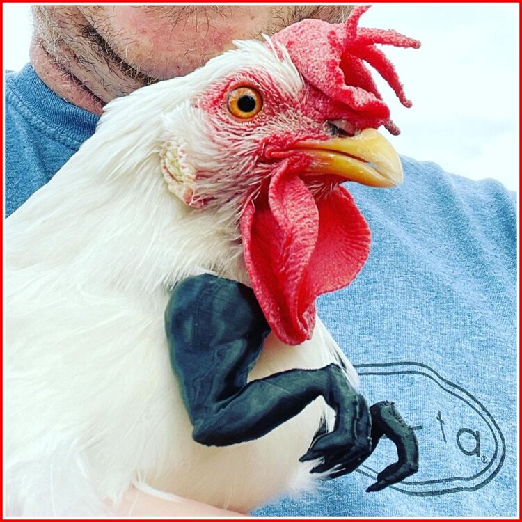 Chicken With Arms 2.jpg