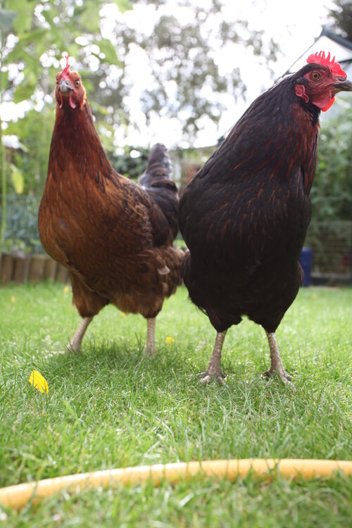 Chooks.jpg