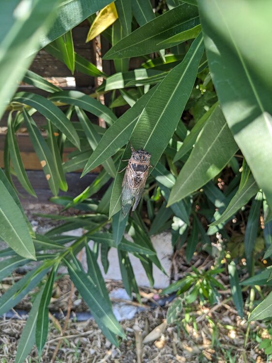 Cicada.jpg