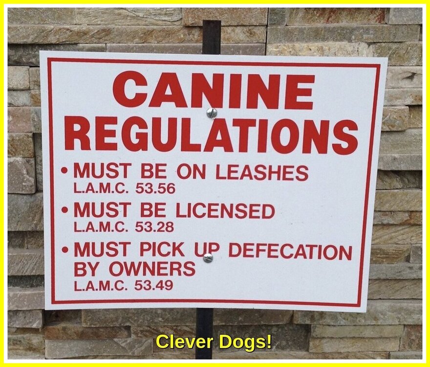 Clever Dogs.jpeg