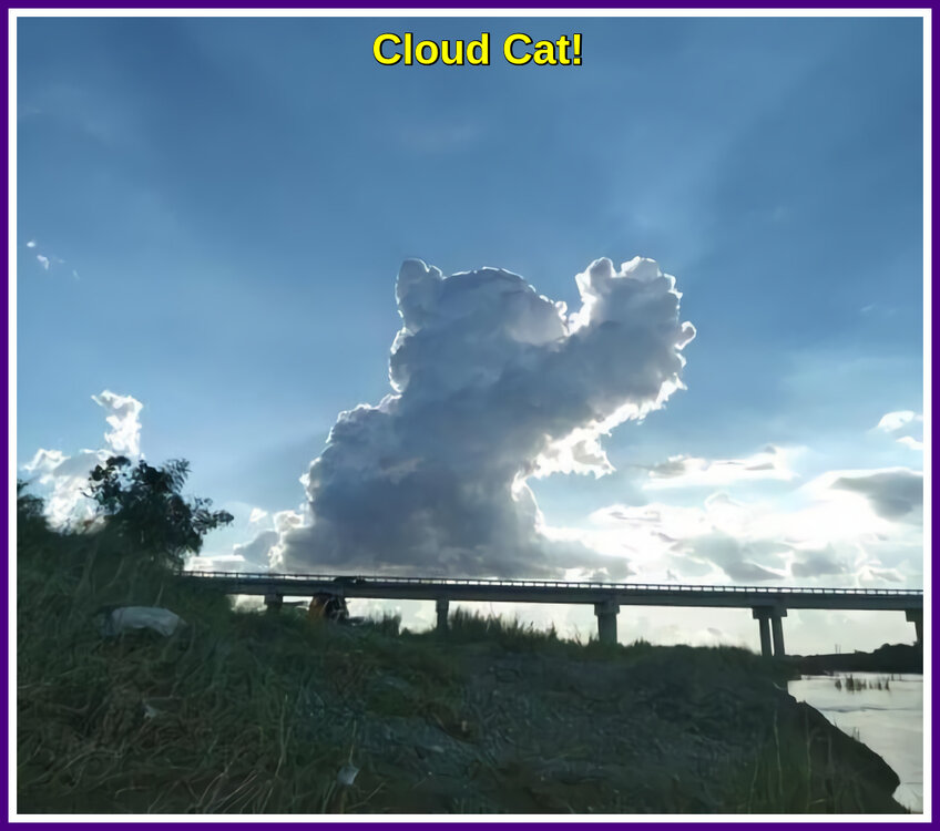 Cloud Cat.jpeg