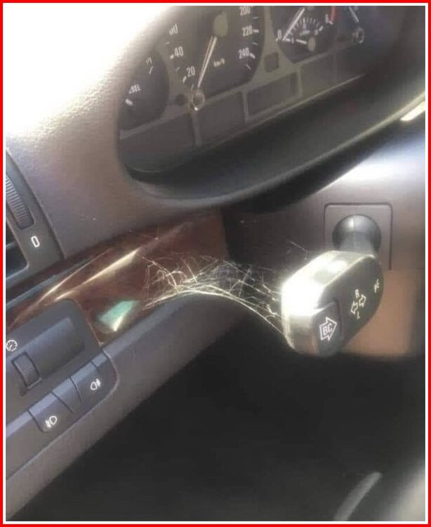 Cobwebs on an Indicator stalk.jpg