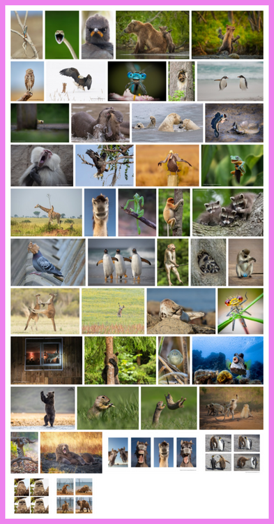 Comedy Wildlife Photography Awards  - 2021.png