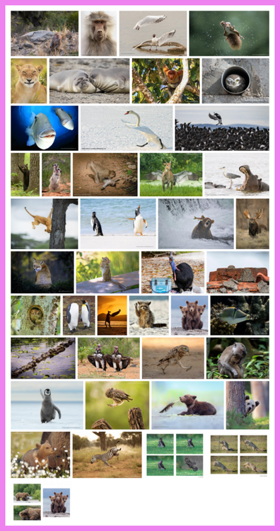 Comedy Wildlife Photography Awards  - 2022.png