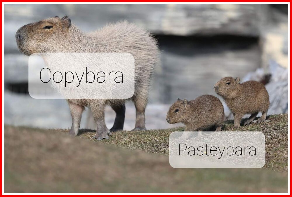 Copybara Pasteybara.jpg