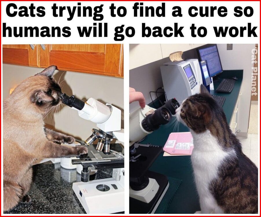 Covid Action Cats.jpg