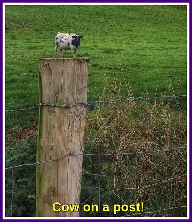Cow On A Post.jpeg